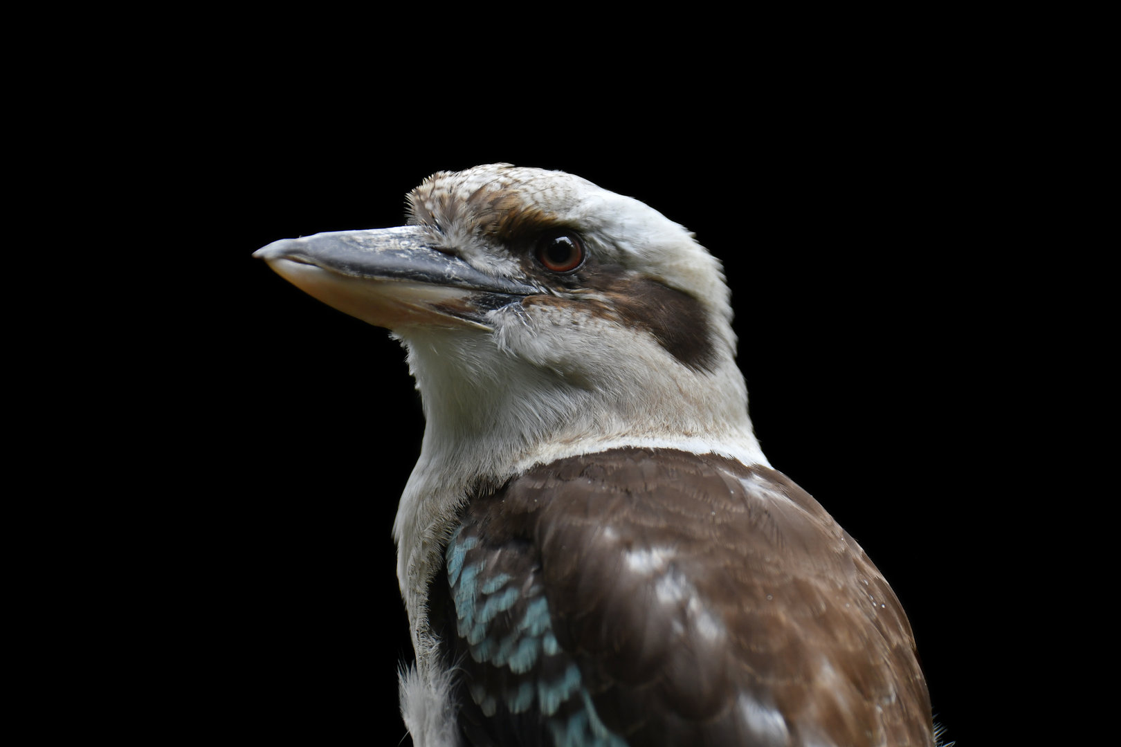 Laughing Kookaburra Dacelo novaeguineae