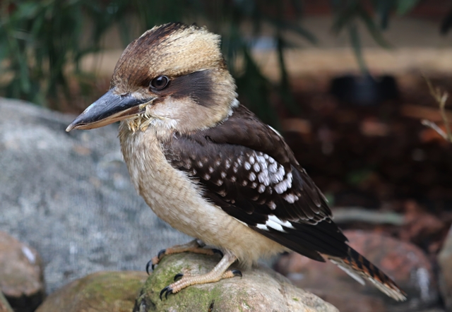 Laughing kookaburra (Dacelo novaeguineae)