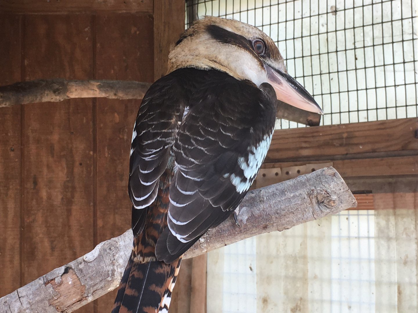 Laughing Kookaburra (Dacelo novaeguineae)