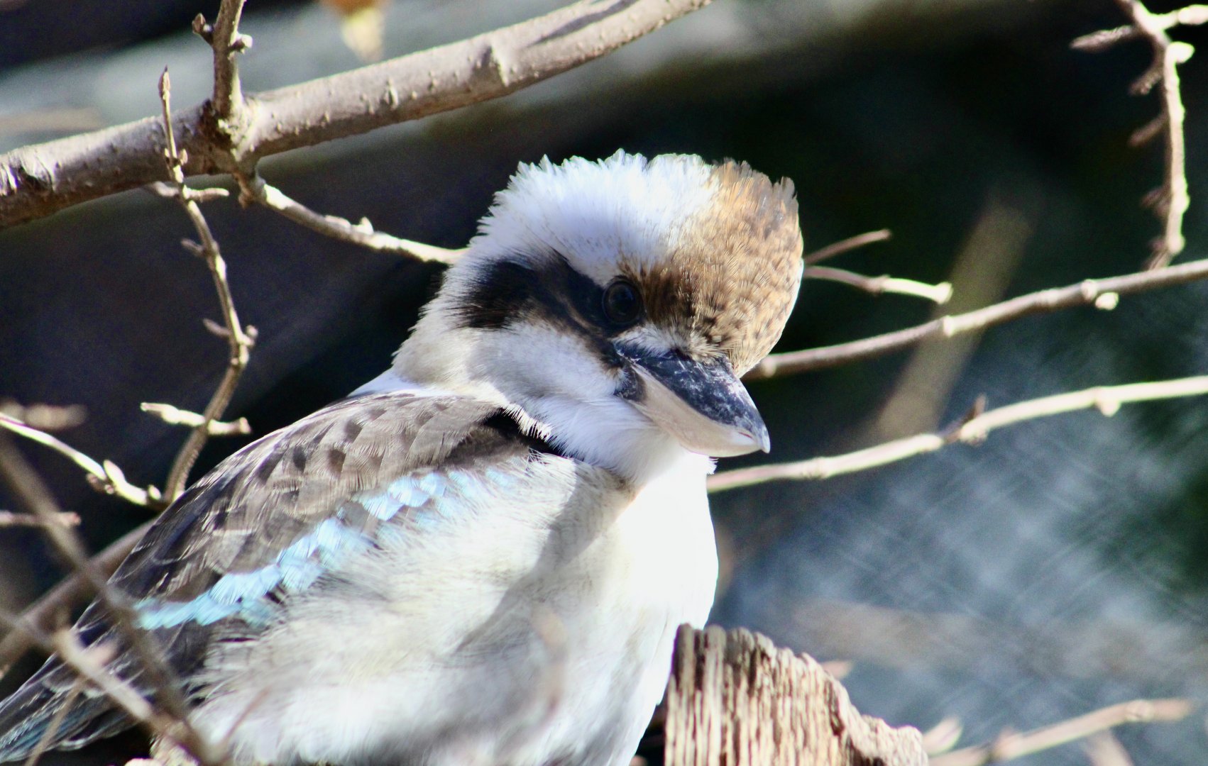 Laughing Kookaburra (Dacelo novaeguineae)