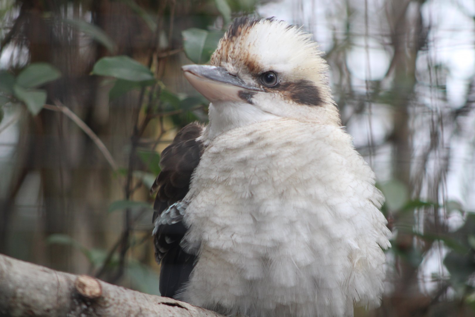 Laughing Kookaburra (Dacelo novaeguineae)