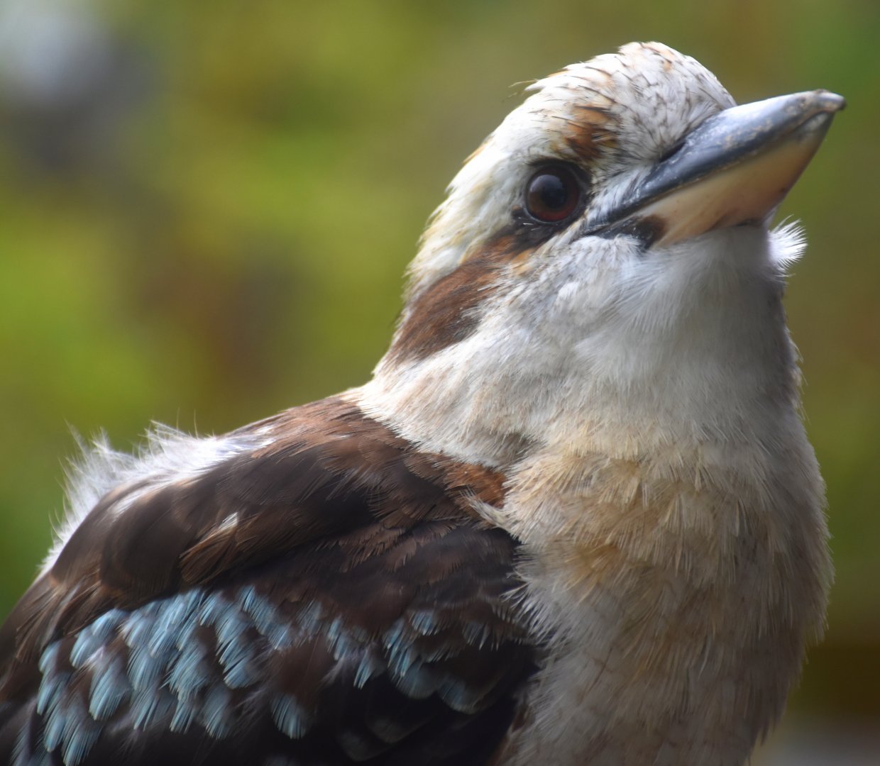 Laughing Kookaburra (Dacelo novaeguineae)