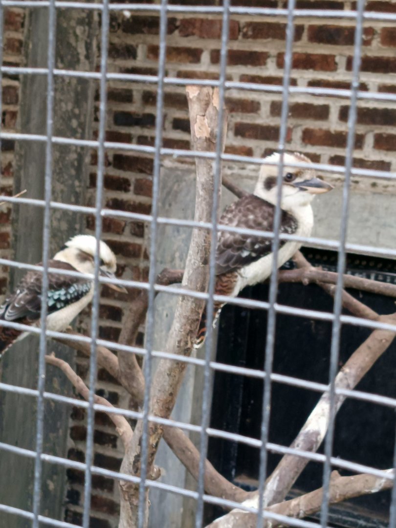 Laughing Kookaburra (Dacelo novaeguineae)