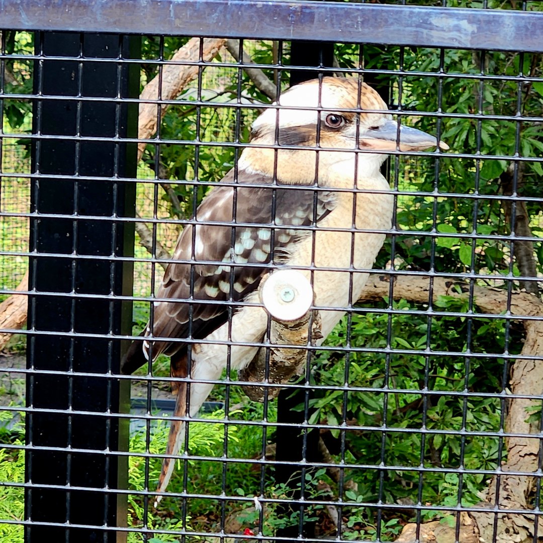 Laughing Kookaburra (Dacelo novaeguineae)