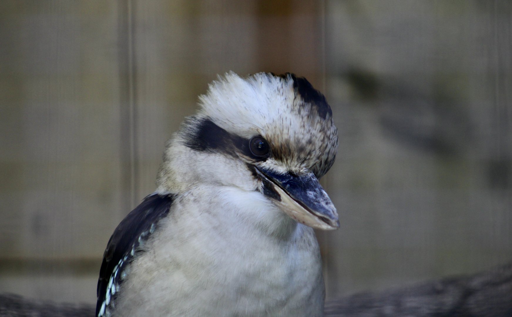 Laughing Kookaburra (Dacelo novaeguineae)