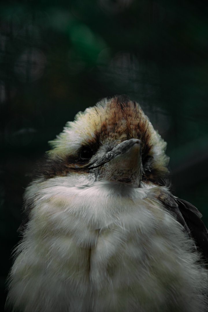 Laughing kookaburra (Dacelo novaeguineae)