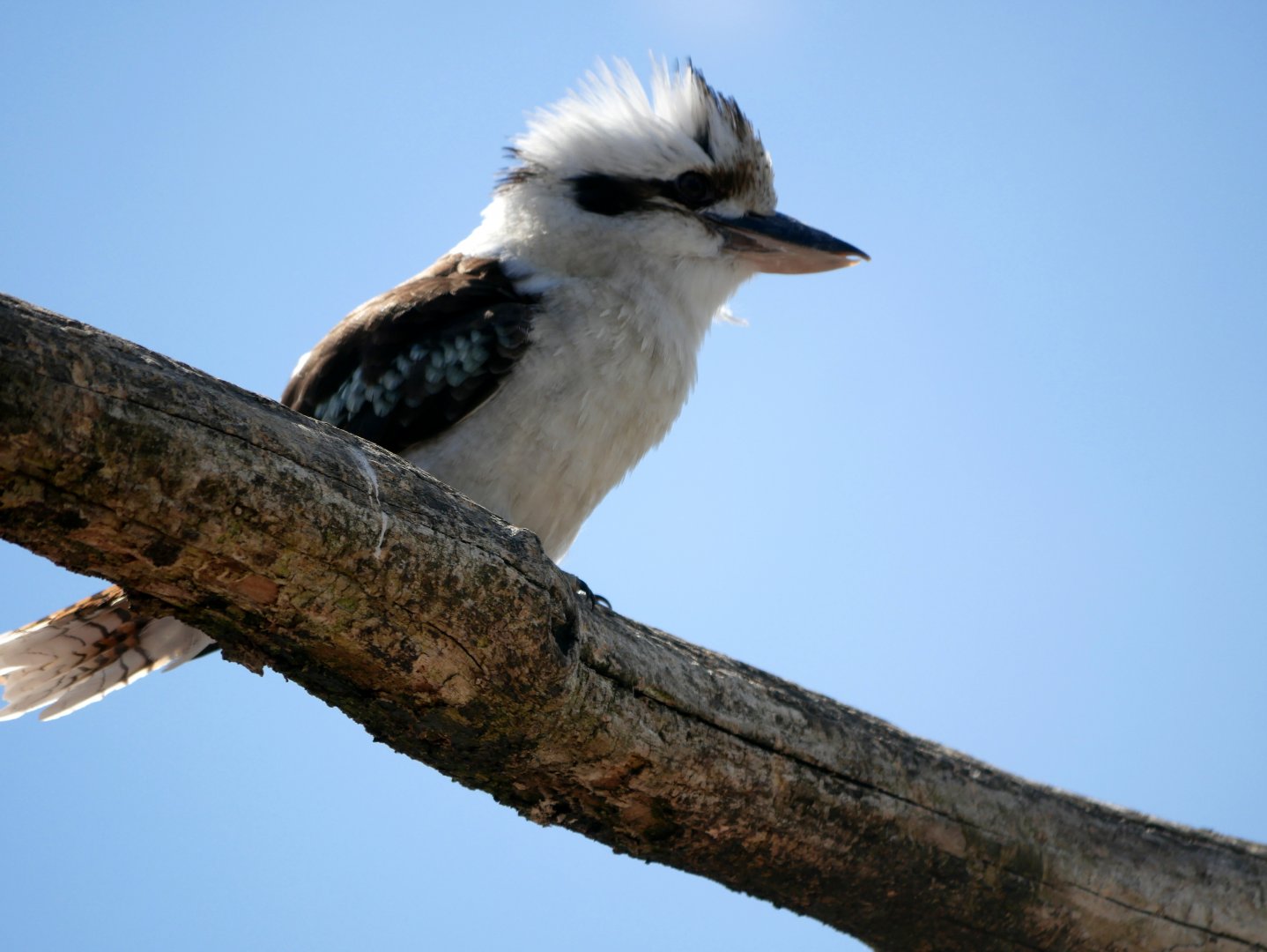 Laughing kookaburra (Dacelo novaeguineae)