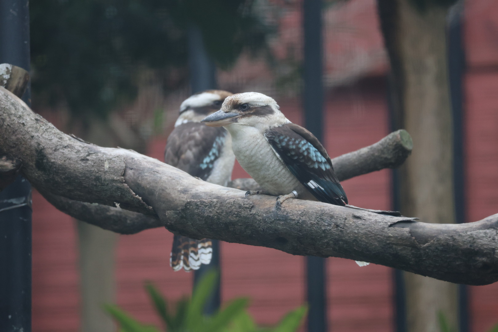 Laughing kookaburra (Dacelo novaeguineae)