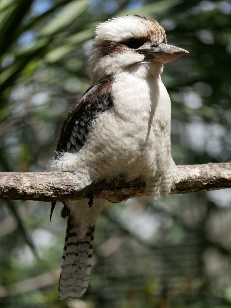 Laughing kookaburra (Dacelo novaeguineae)