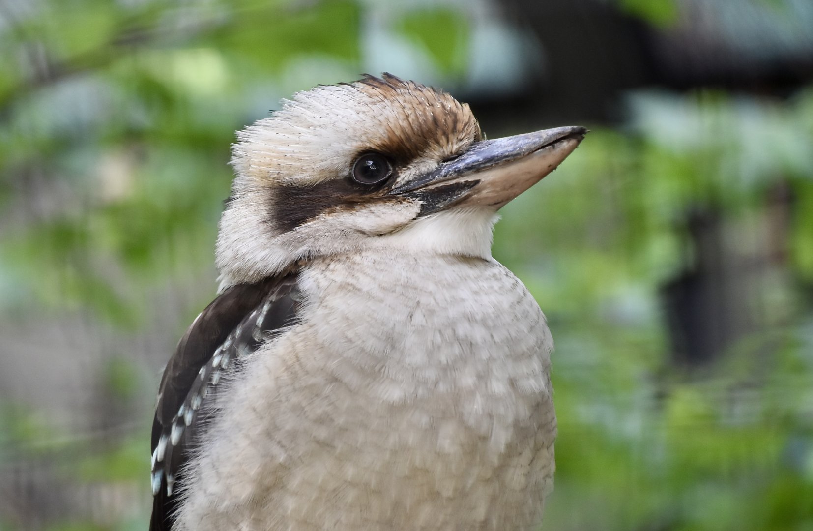 Laughing Kookaburra (Dacelo novaeguineae)