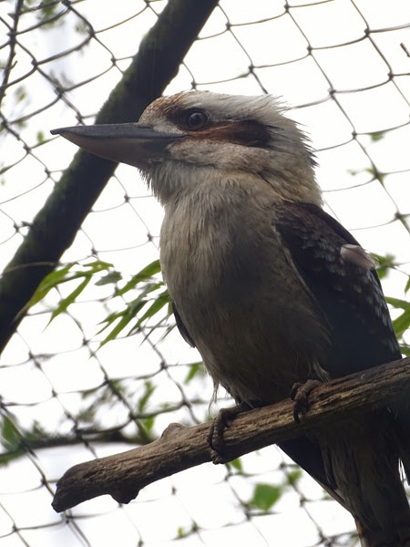 Laughing Kookaburra (Dacelo novaeguineae)