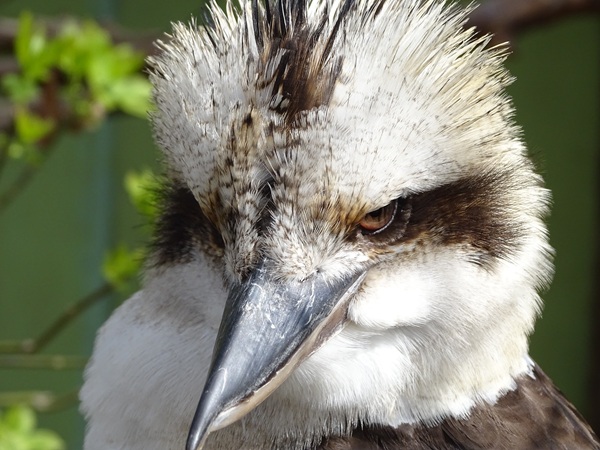 Laughing Kookaburra (Dacelo novaeguineae)
