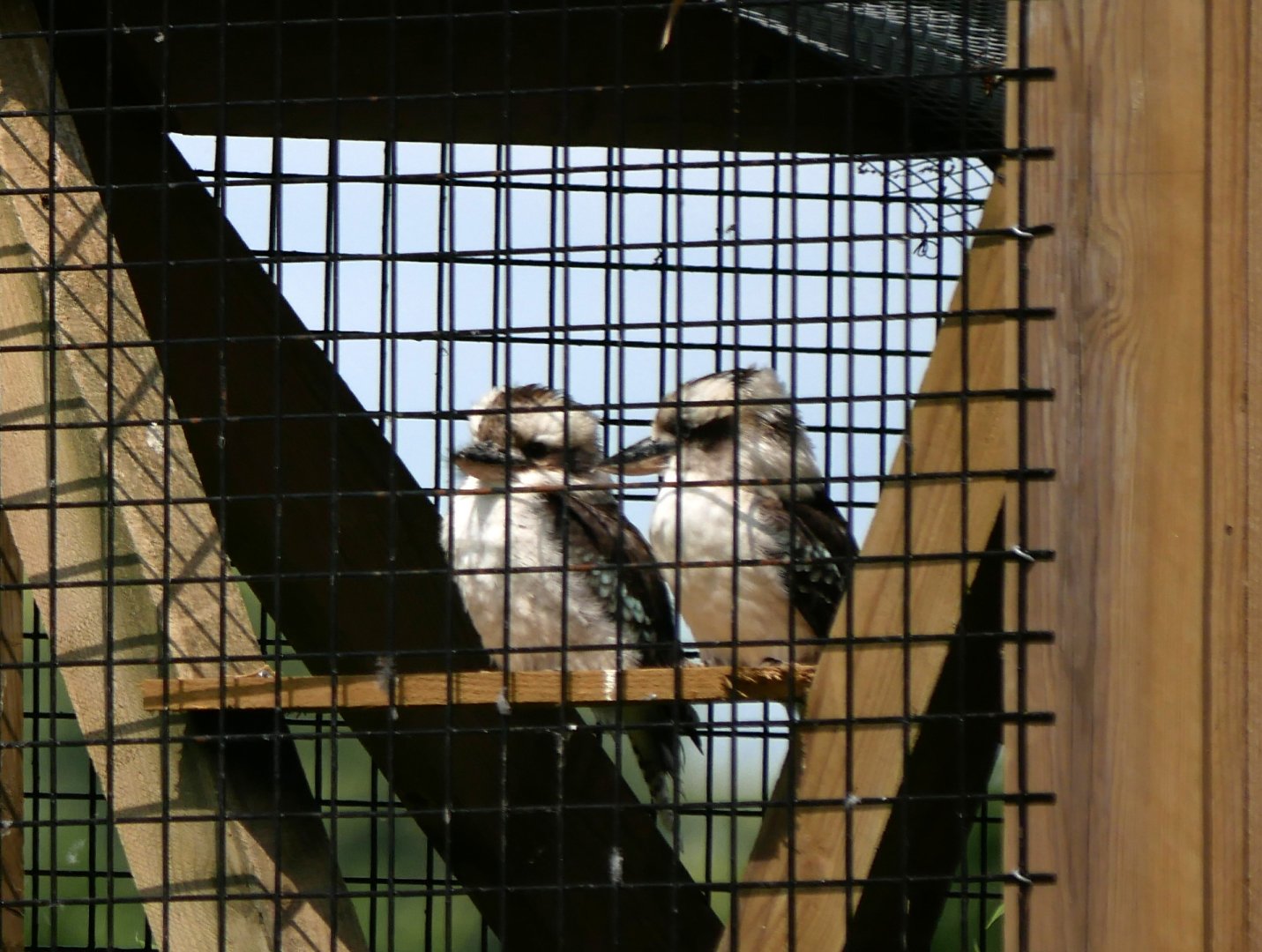 Laughing kookaburra (Dacelo novaeguineae)