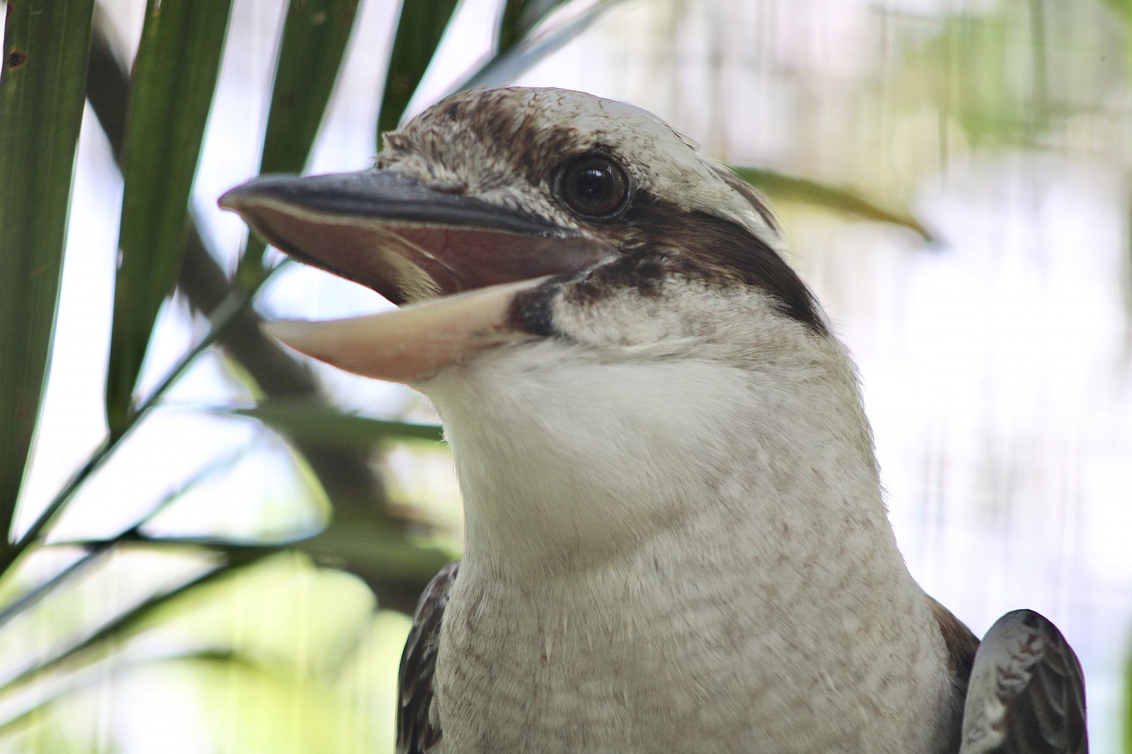 Laughing Kookaburra (Dacelo novaeguineae)