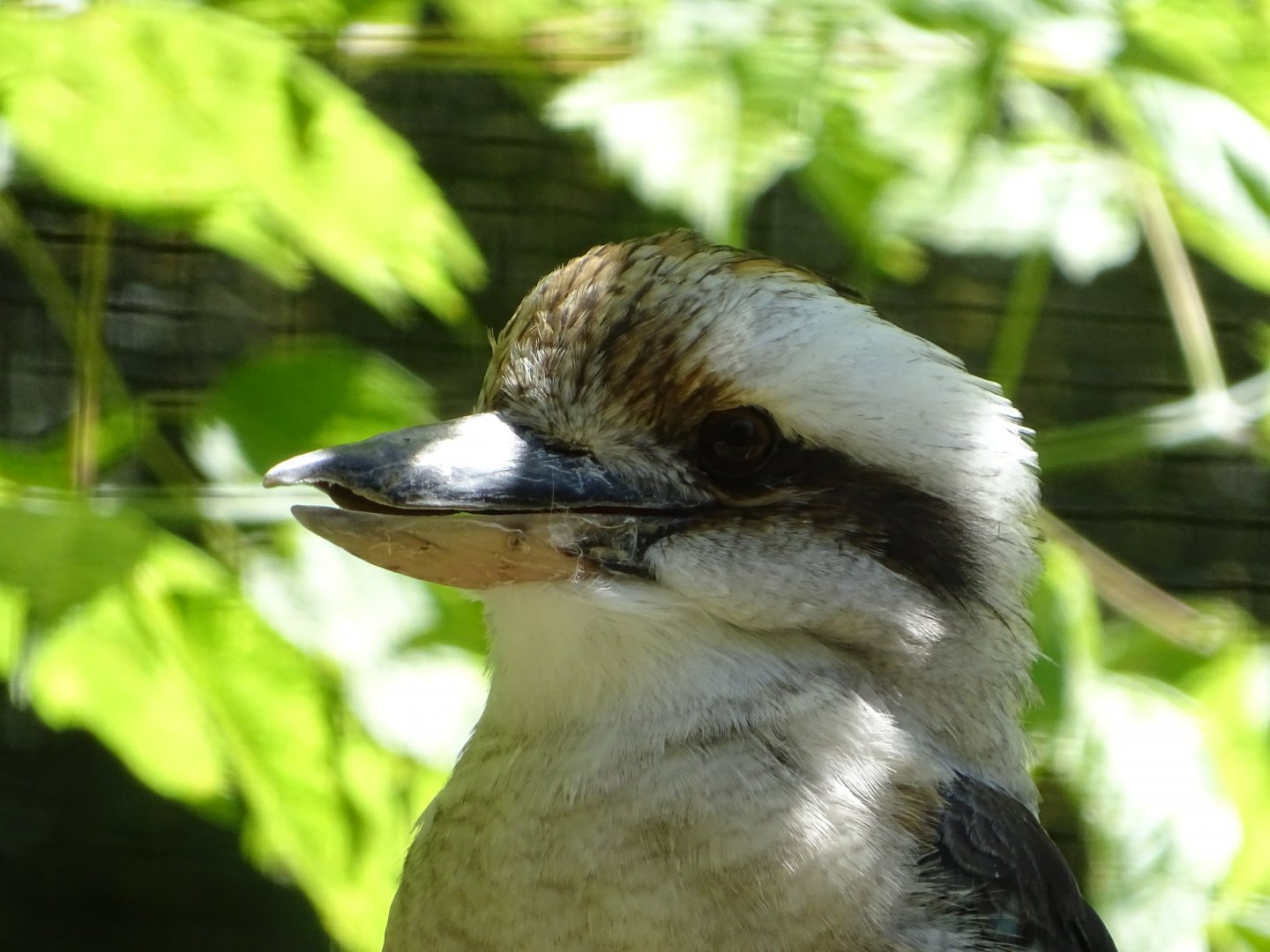Laughing kookaburra (Dacelo novaeguineae)