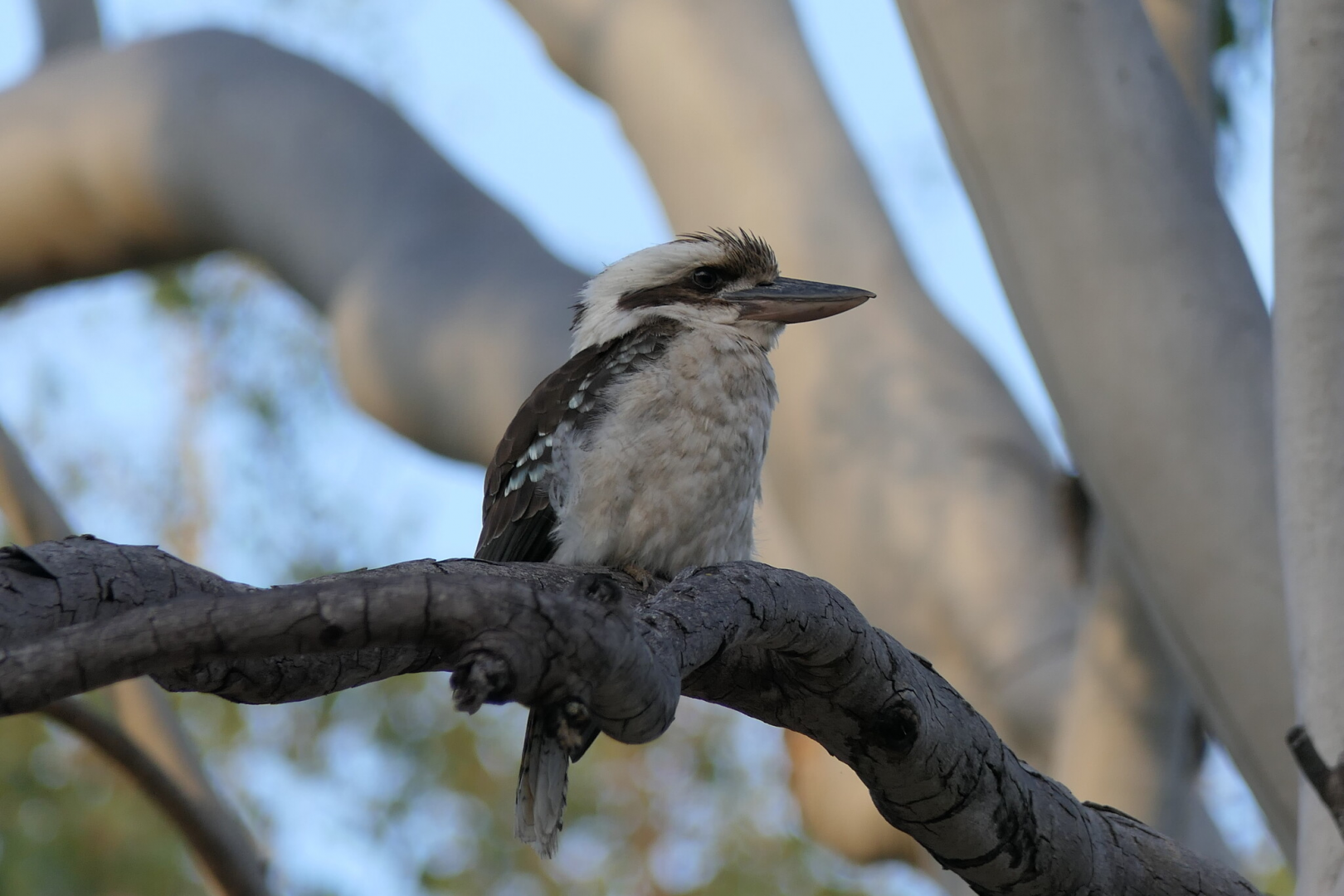 Laughing Kookaburra (Dacelo novaeguineae)