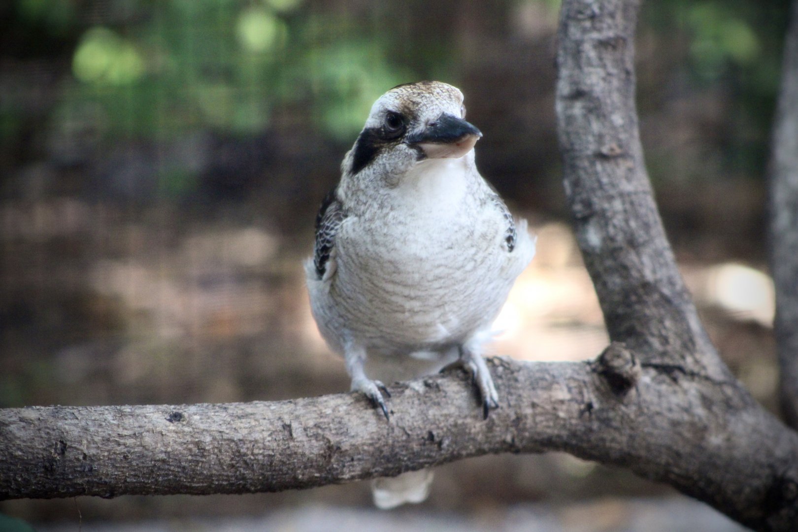 Laughing Kookaburra (Dacelo novaeguineae)