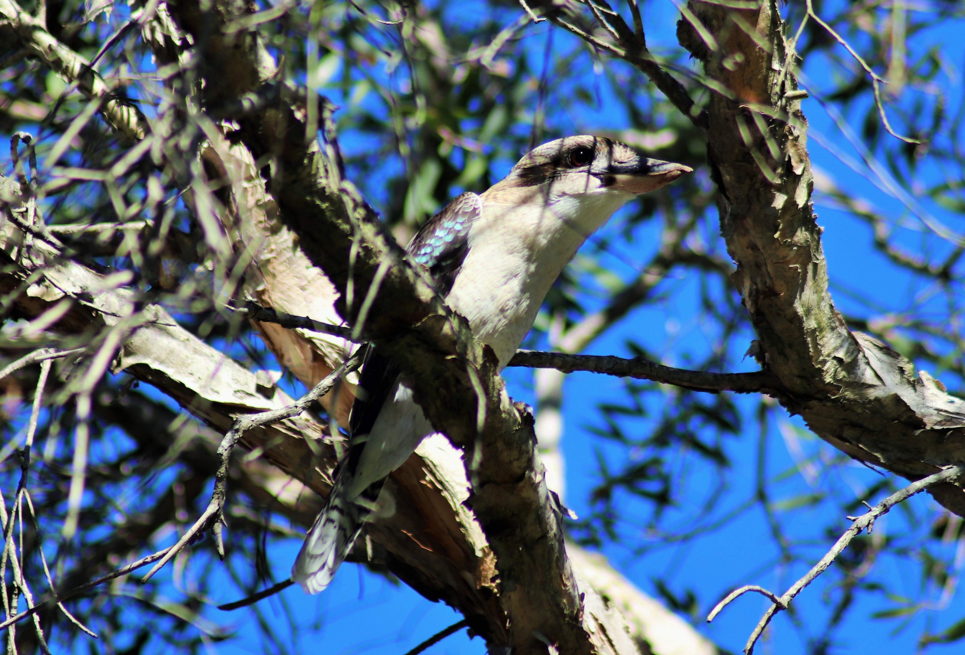 Laughing Kookaburra (Dacelo novaguineae novaguineae)