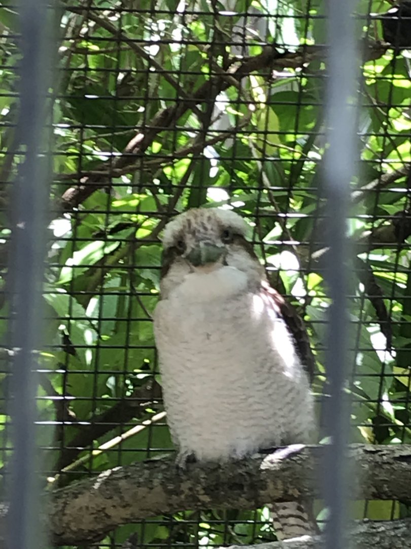 Laughing kookaburra (Dacelo noveaguineae)