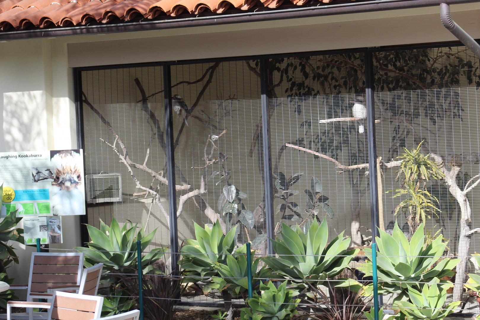 Laughing Kookaburra Enclosure