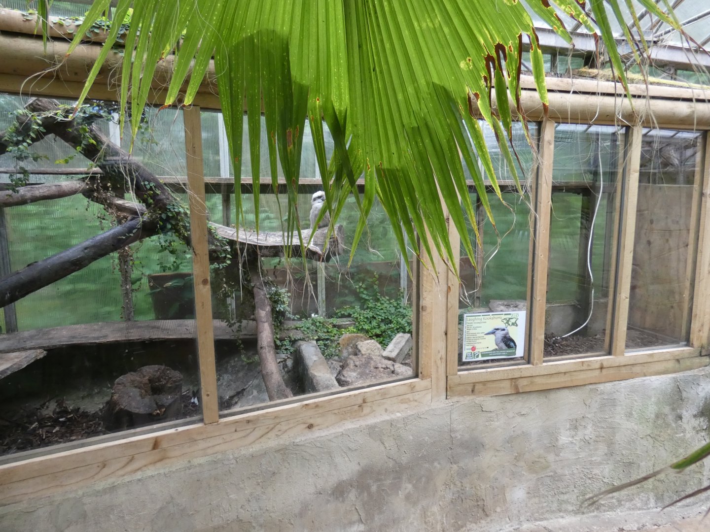 Laughing kookaburra enclosure