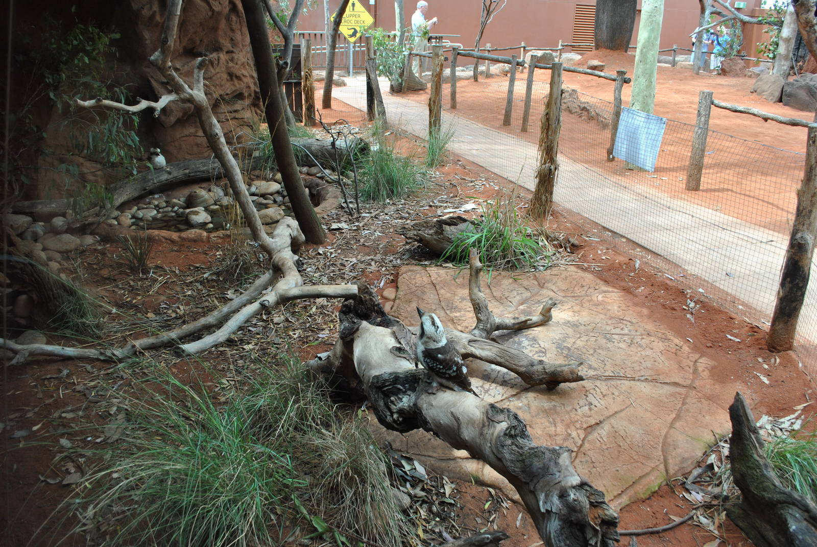 Laughing Kookaburra Exhibit 11/2012