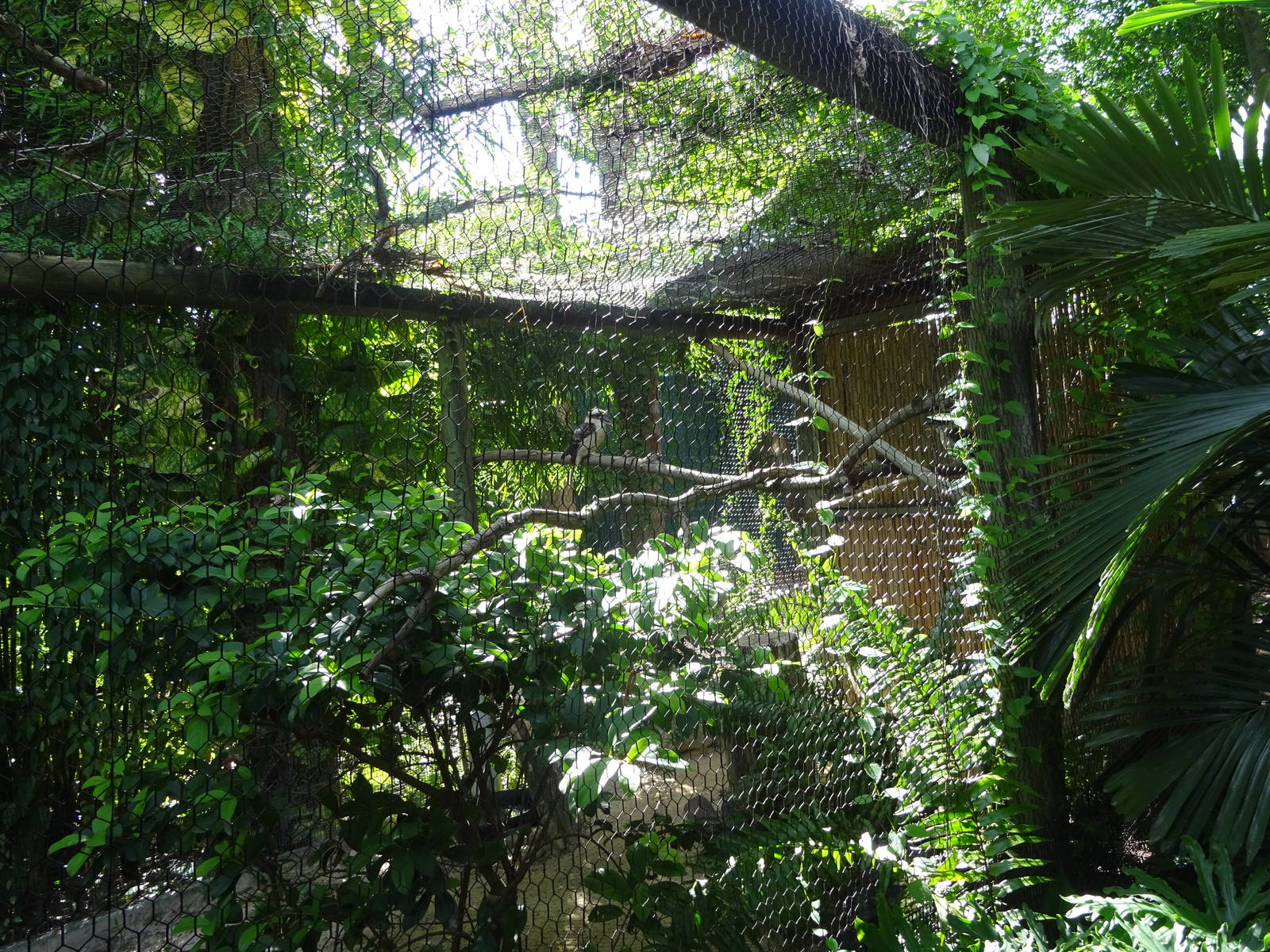 Laughing Kookaburra Exhibit at Busch Gardens Tampa