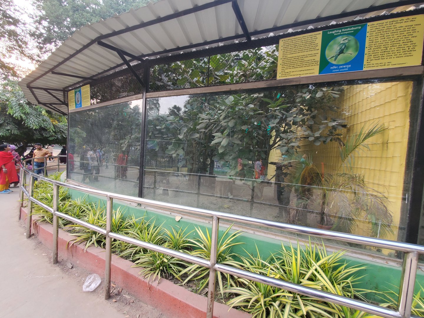 Laughing Kookaburra Exhibit - January 2023