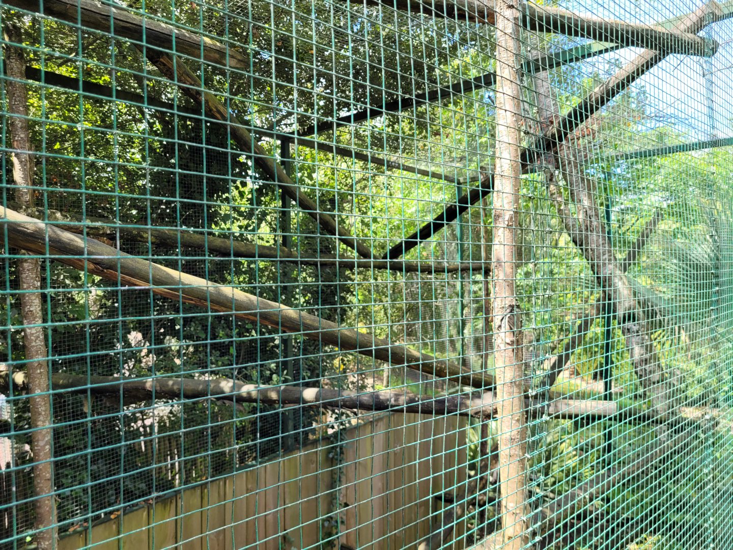 Laughing kookaburra exhibit -Zoo du bassin d'Arcachon (2024)