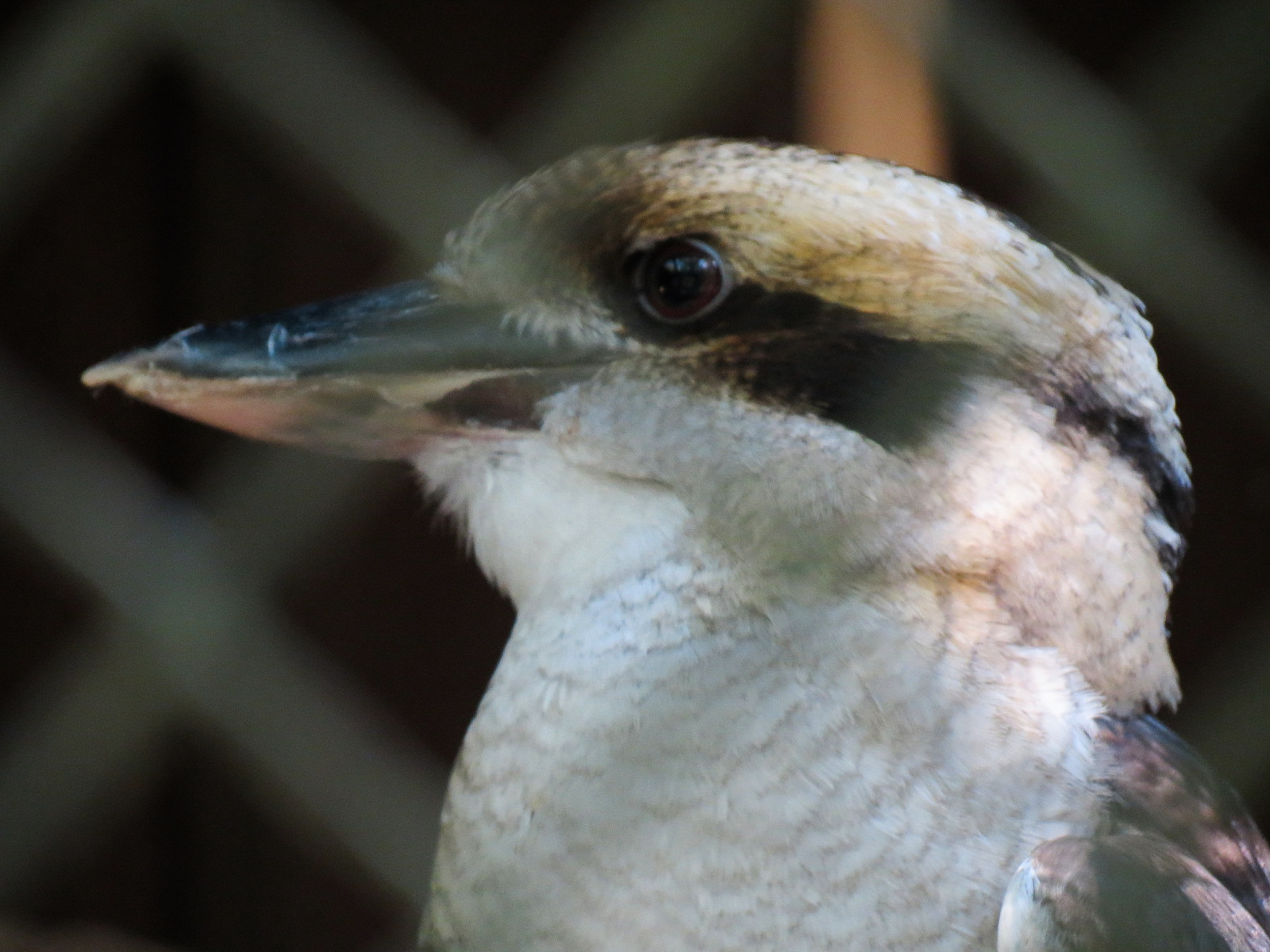 Laughing Kookaburra Exhibit