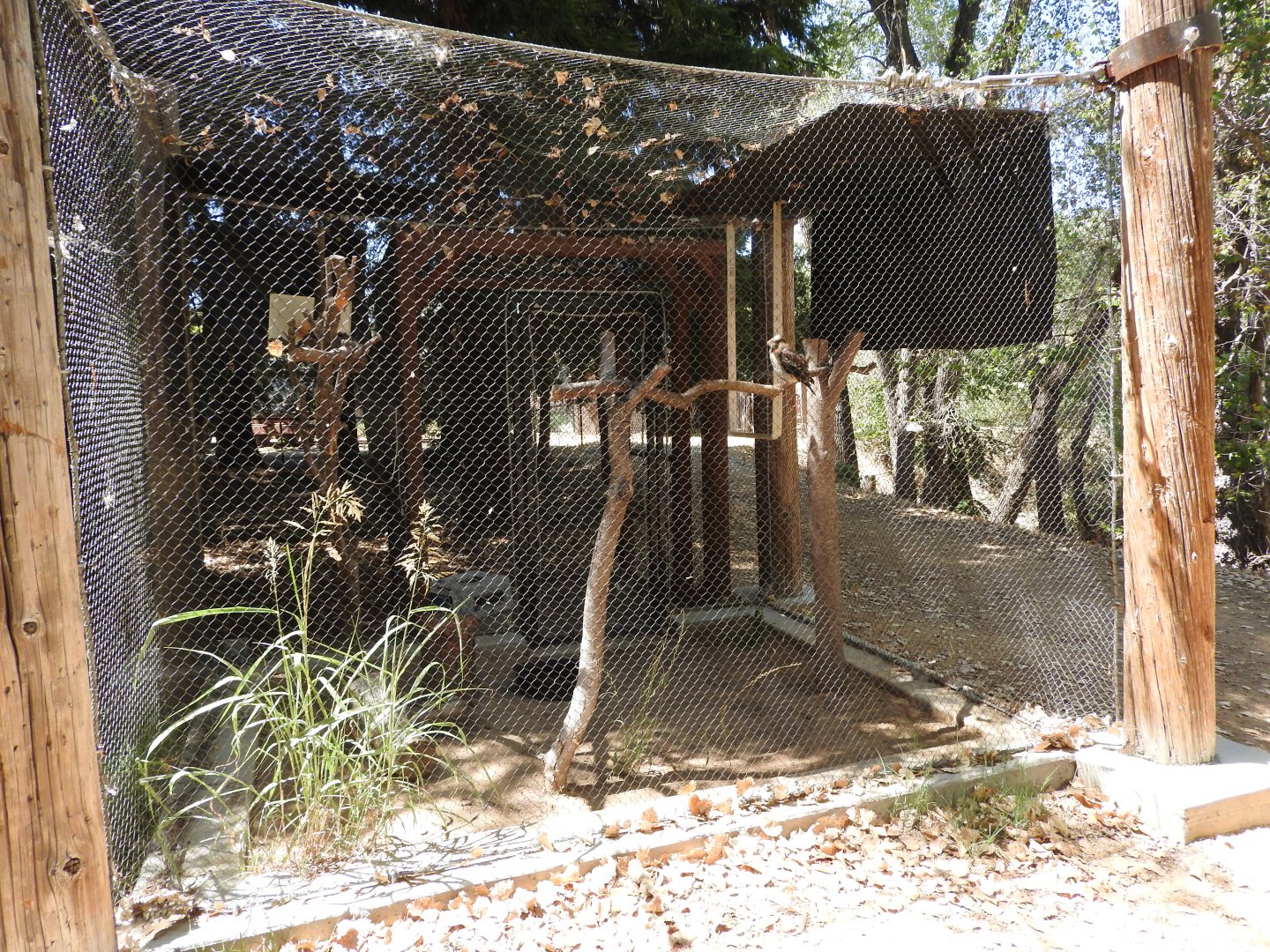 Laughing Kookaburra Exhibit