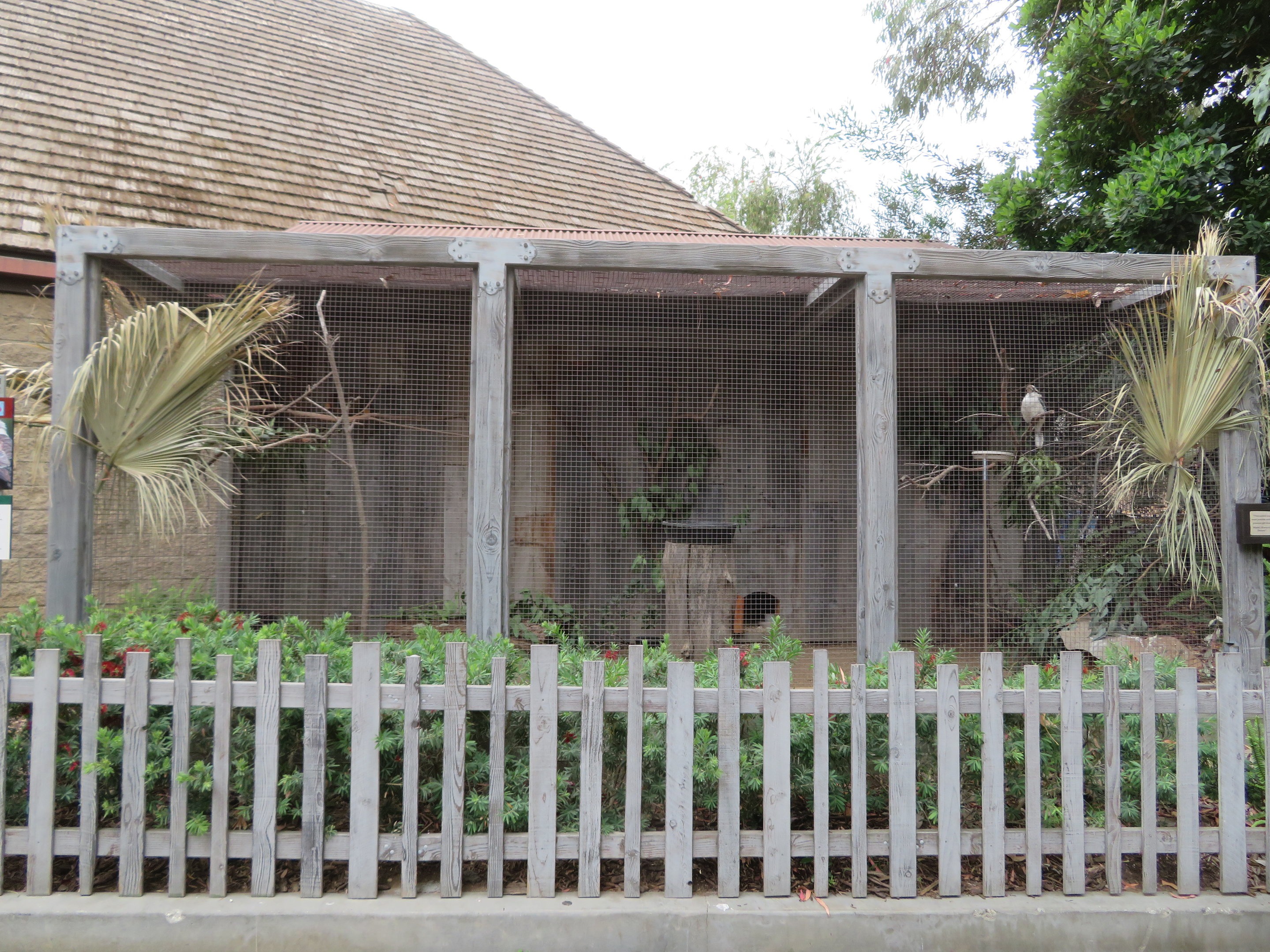 Laughing Kookaburra Exhibit