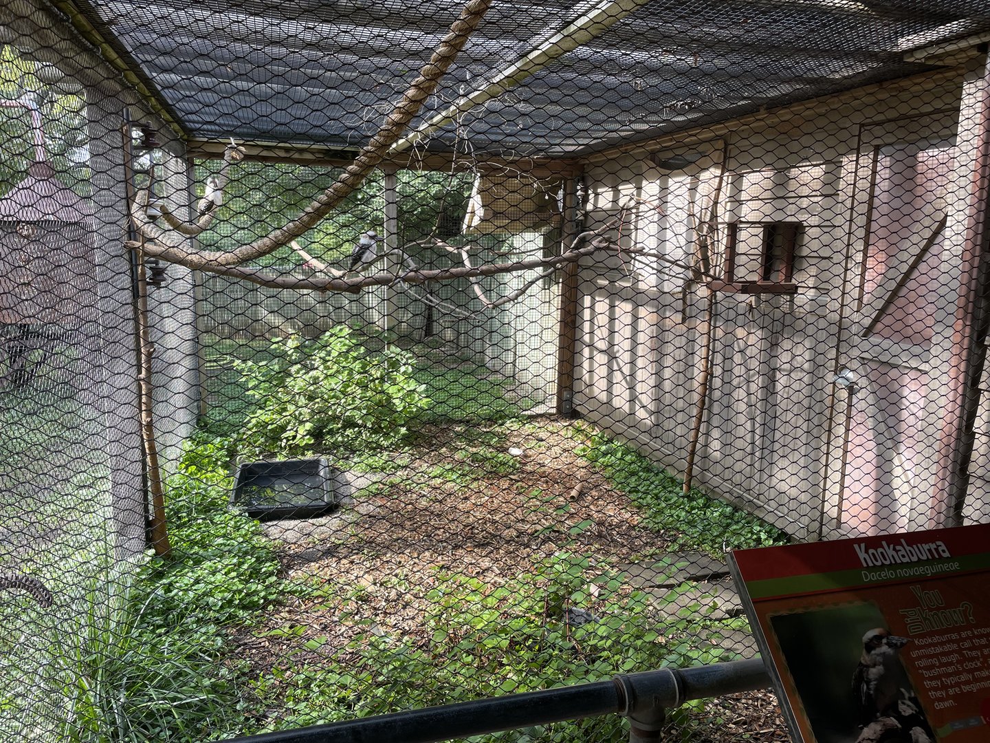 Laughing Kookaburra Exhibit