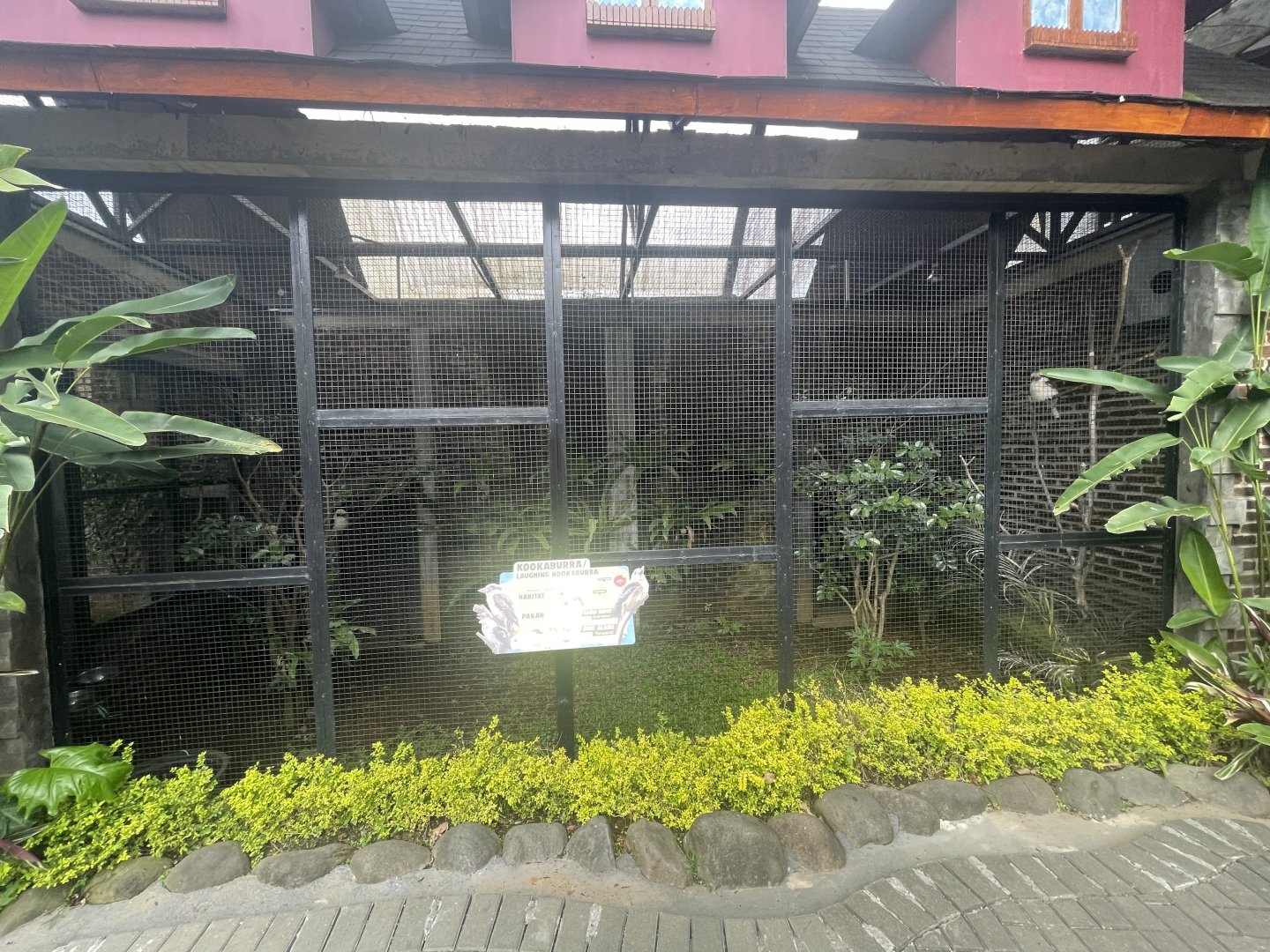 laughing kookaburra exhibit