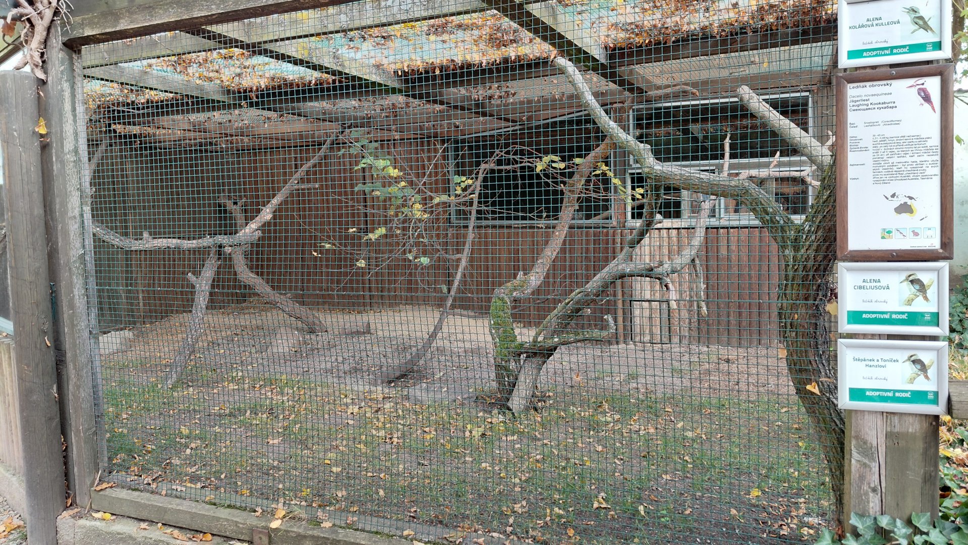 Laughing kookaburra exhibit