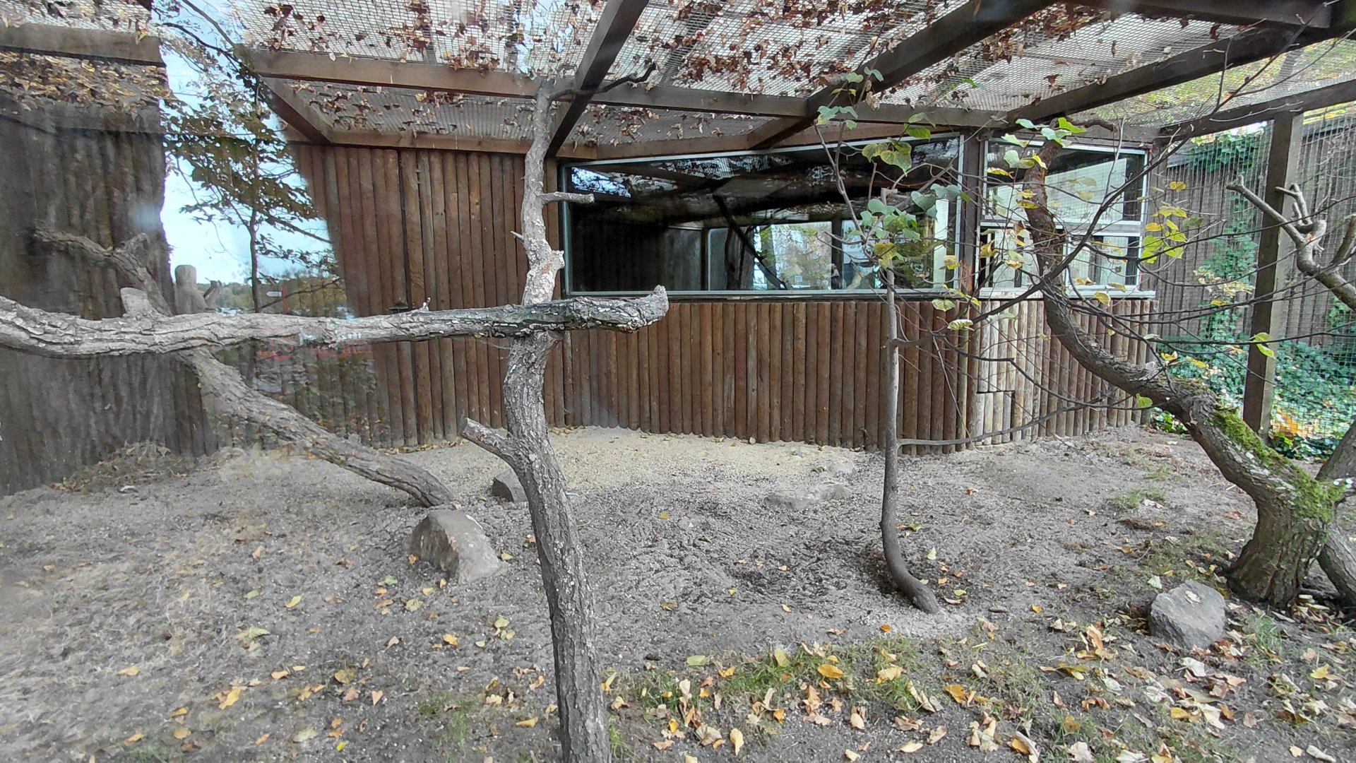 Laughing kookaburra exhibit