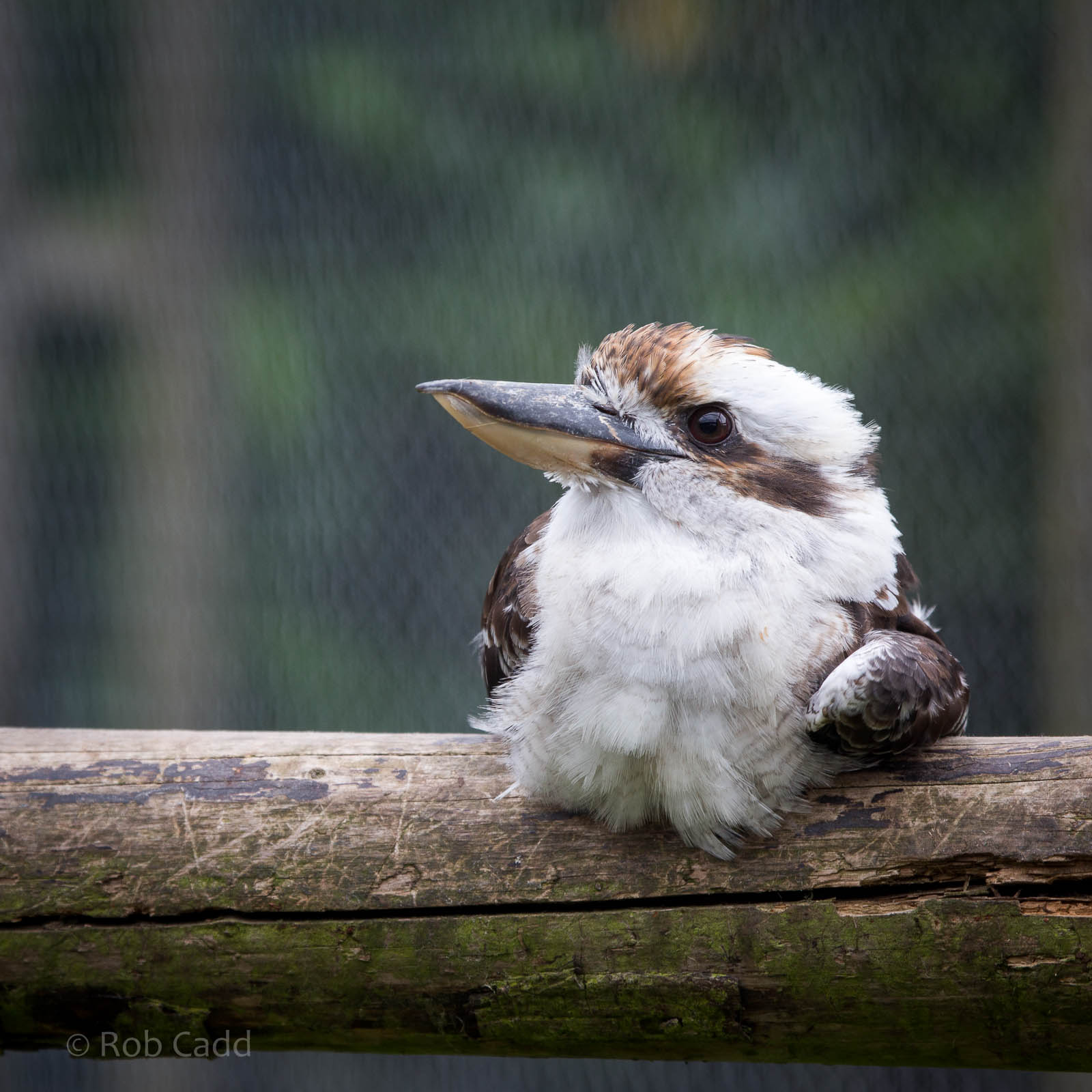 Laughing kookaburra : Hamerton : 05 Sep 2014