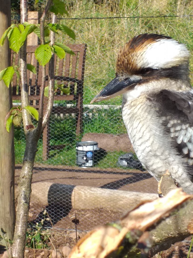 Laughing kookaburra in new aviary