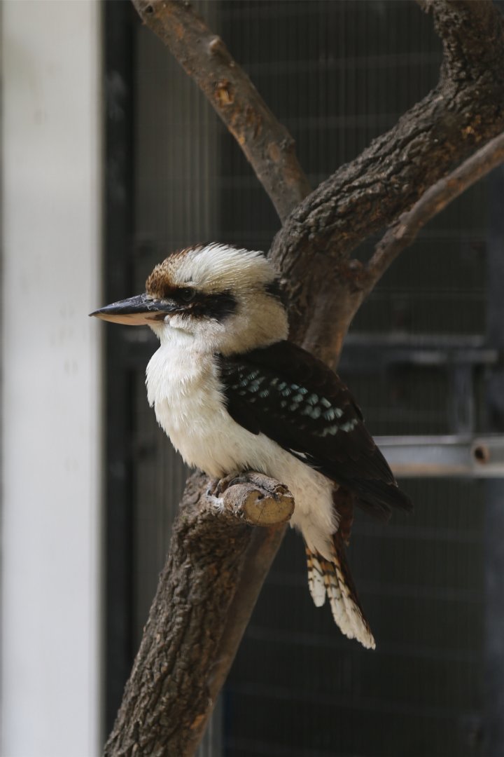 Laughing Kookaburra, June 2015