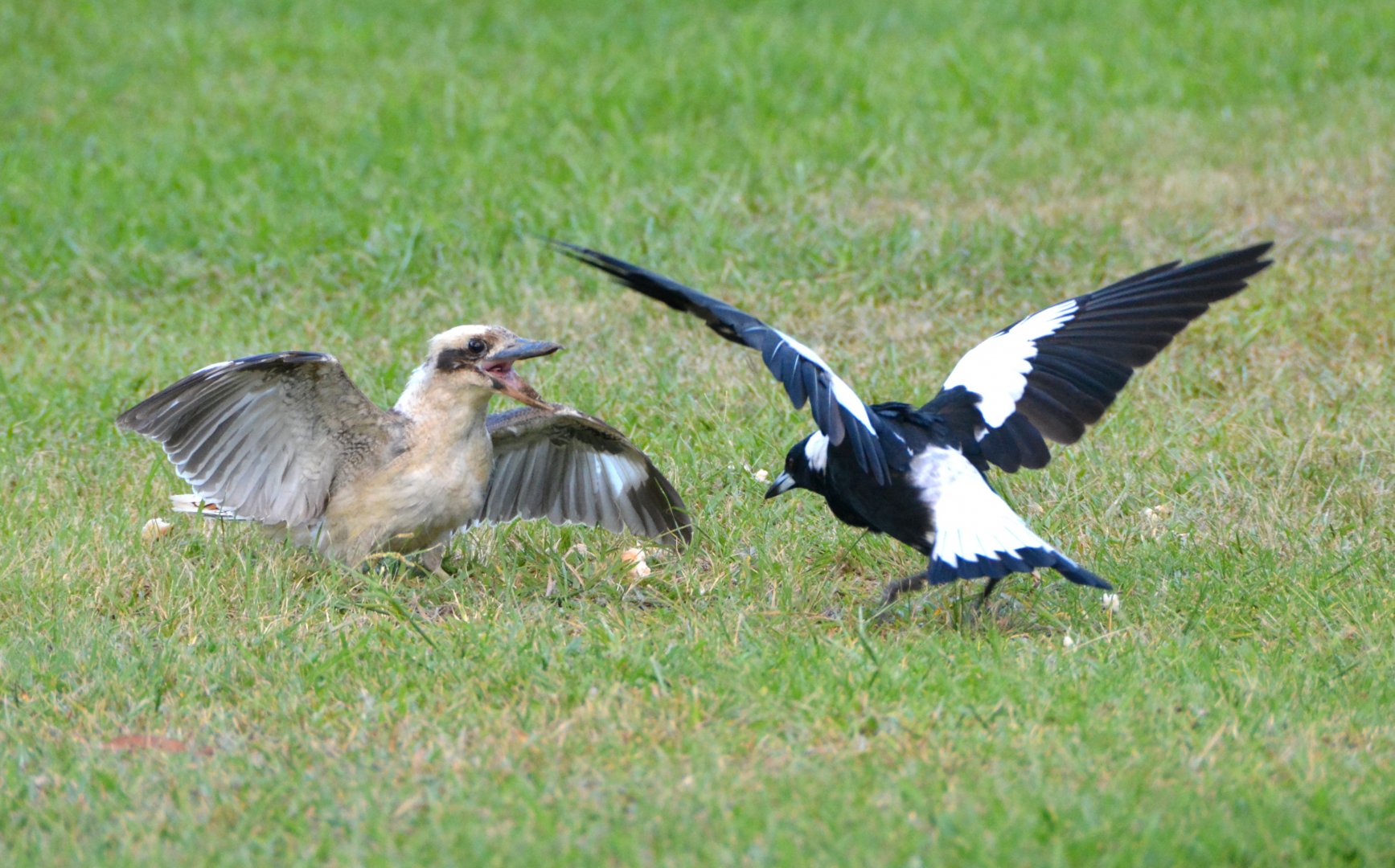 Laughing kookaburra & magpie