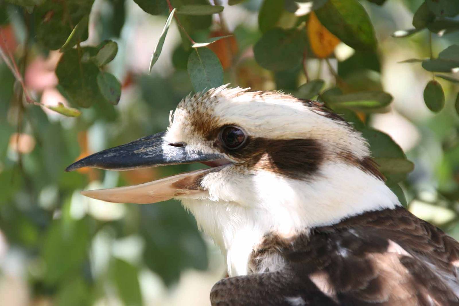 Laughing Kookaburra, Marwell Wildlife