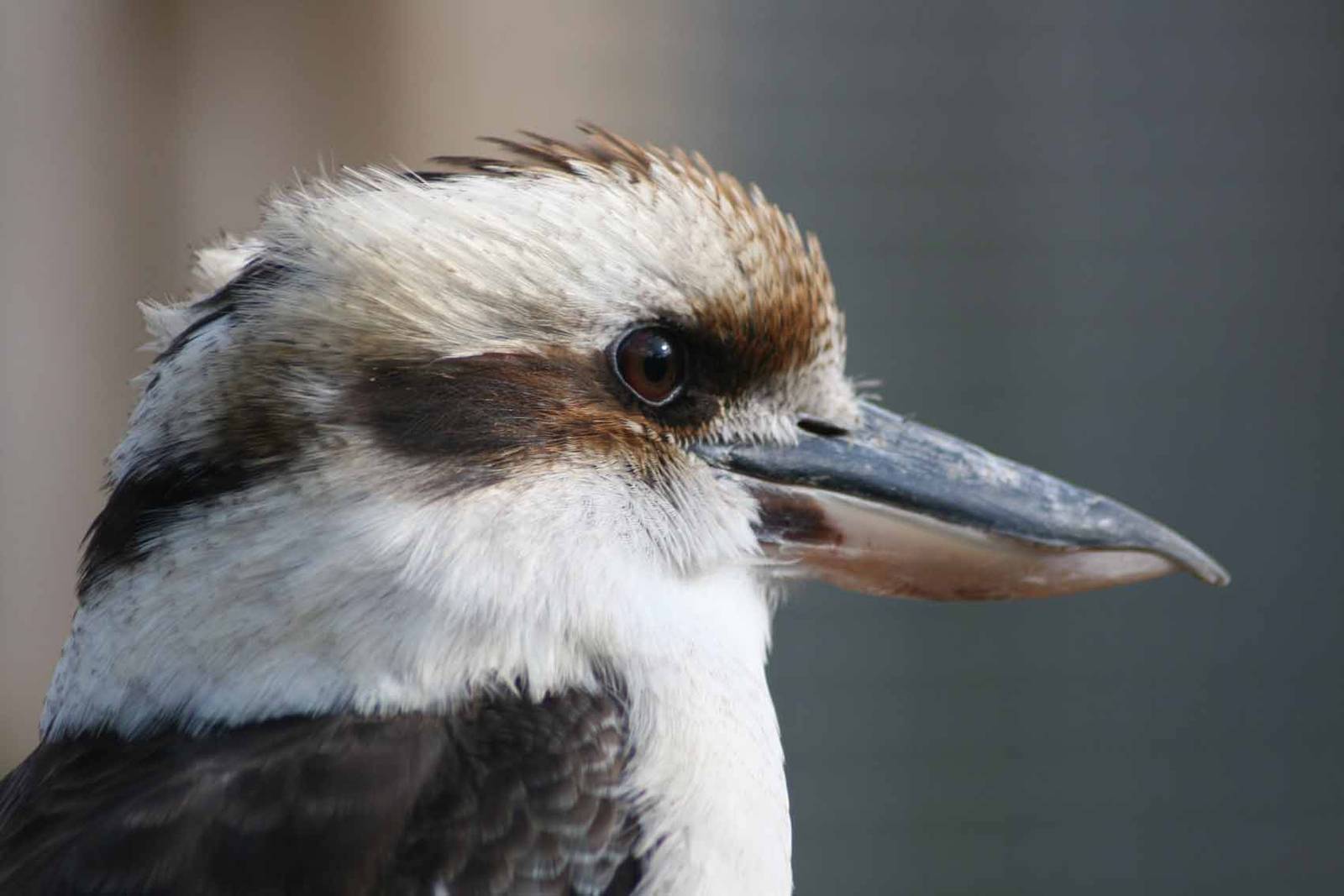 Laughing Kookaburra, Marwell Wildlife