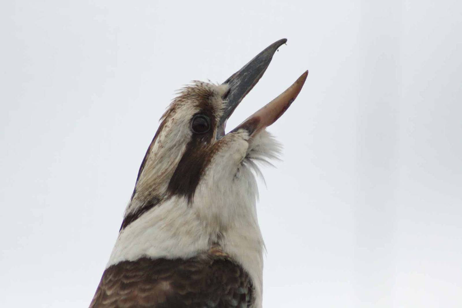 Laughing Kookaburra, Marwell Wildlife