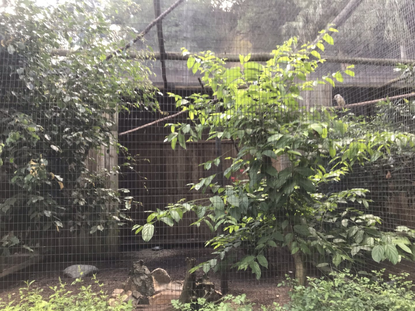 Laughing Kookaburra/Nene Exhibit