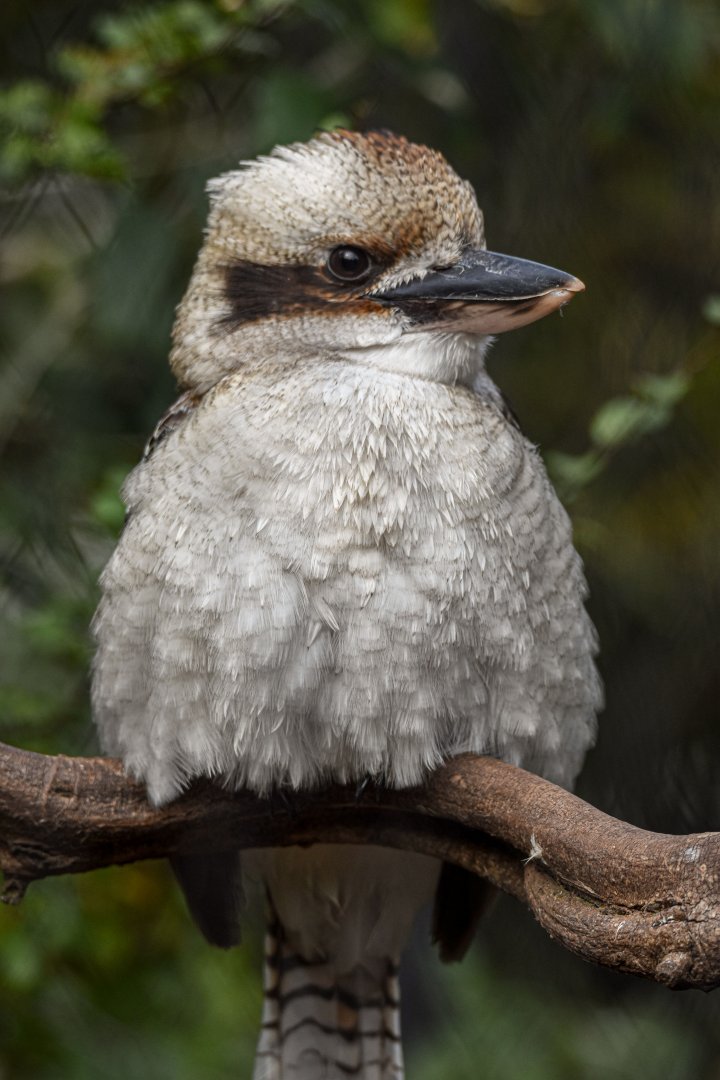 Laughing Kookaburra (October 2020)