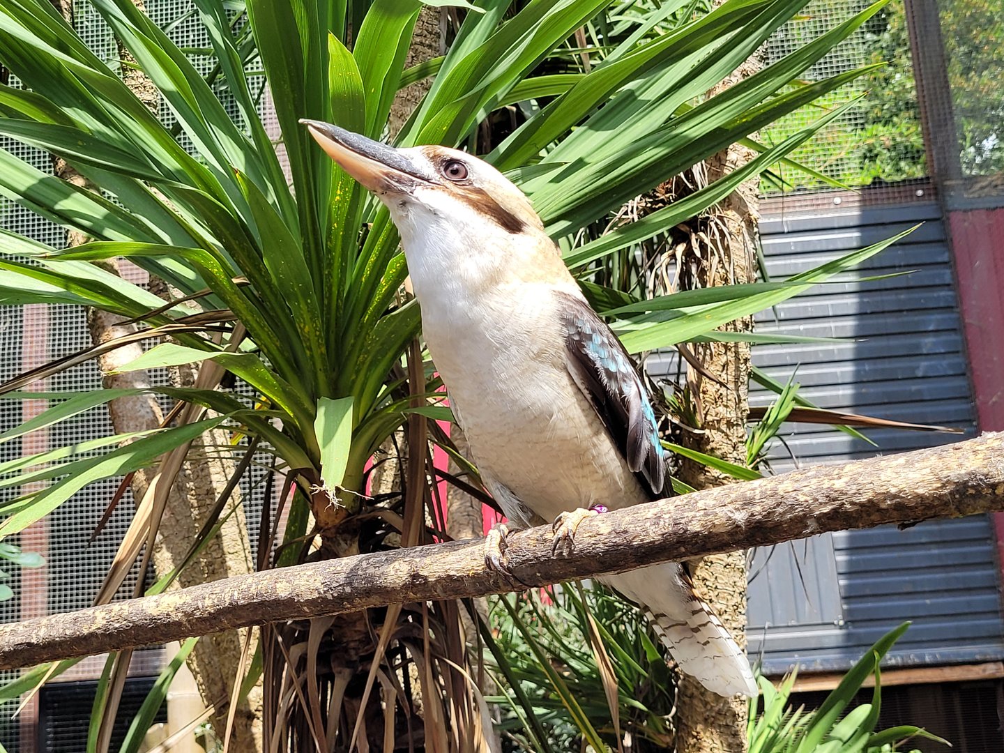 Laughing kookaburra -Parc Animalier des Pyrénées (2023)
