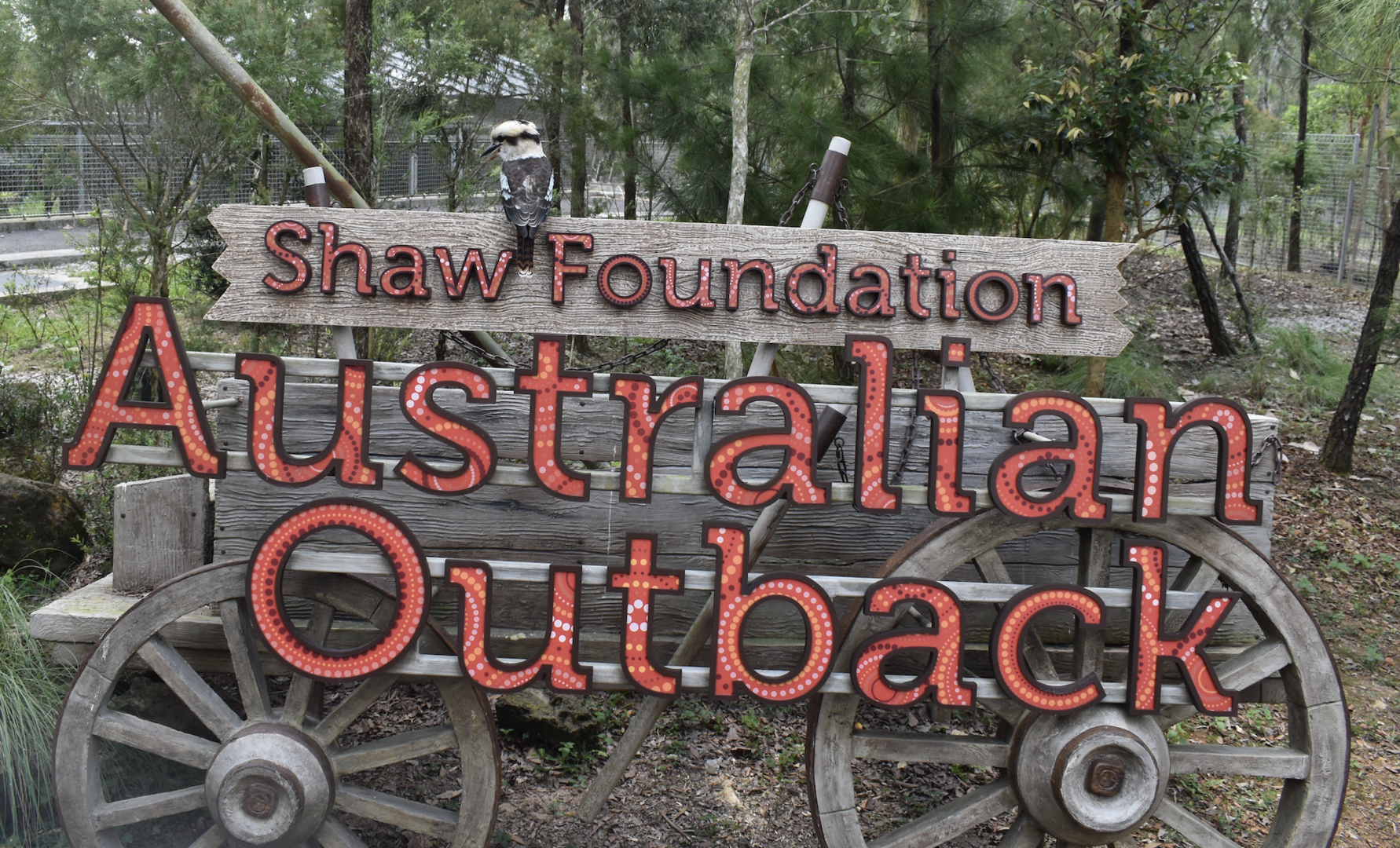 Laughing Kookaburra perched on Sign