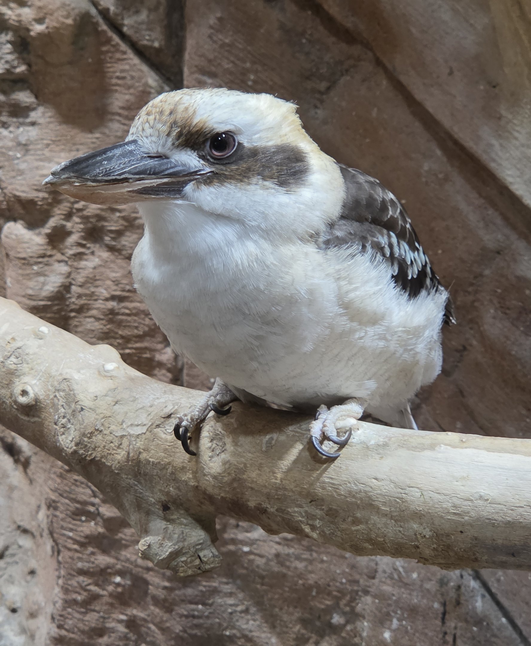 Laughing Kookaburra - Rainforest Adventures