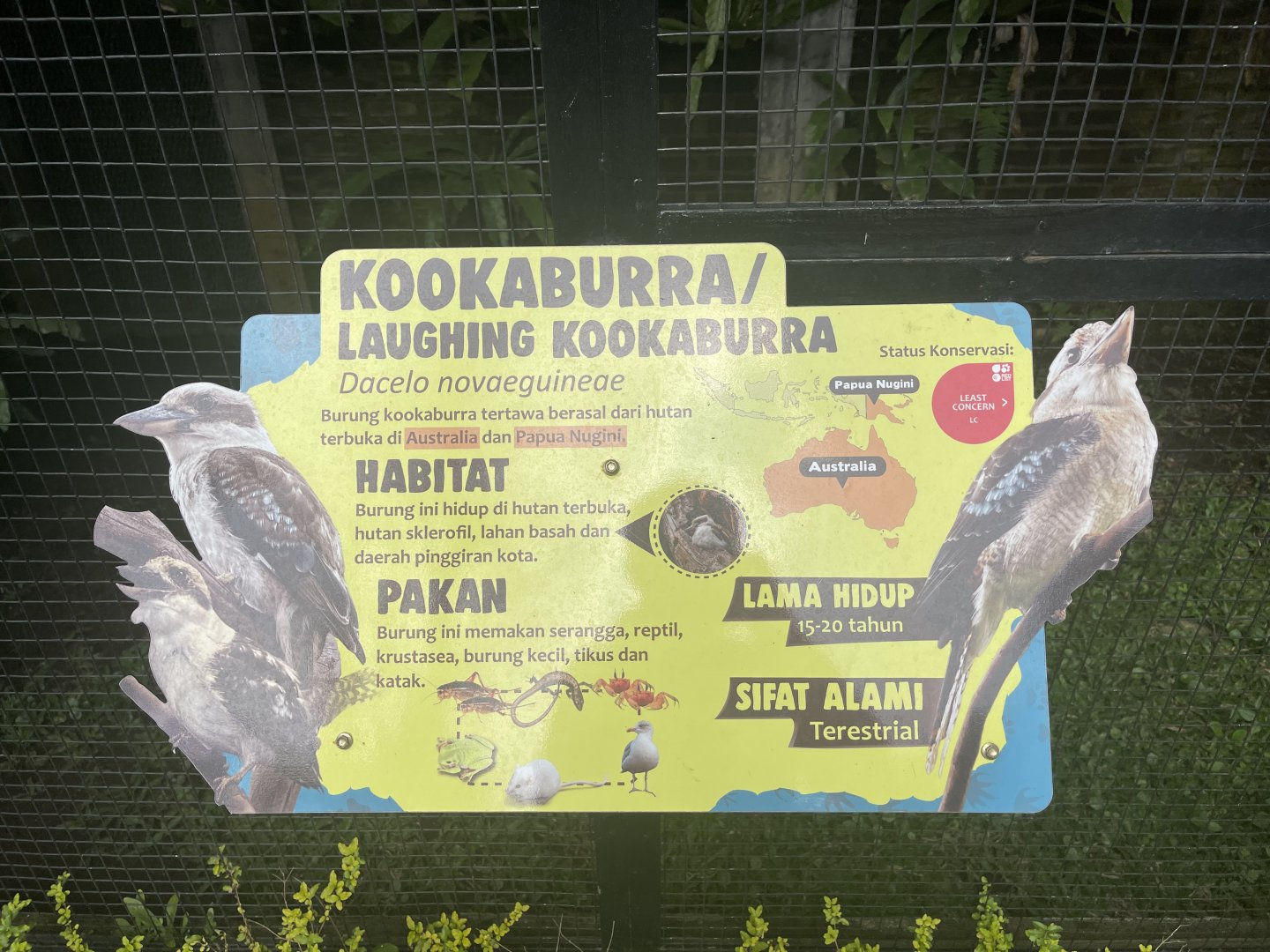laughing kookaburra signage