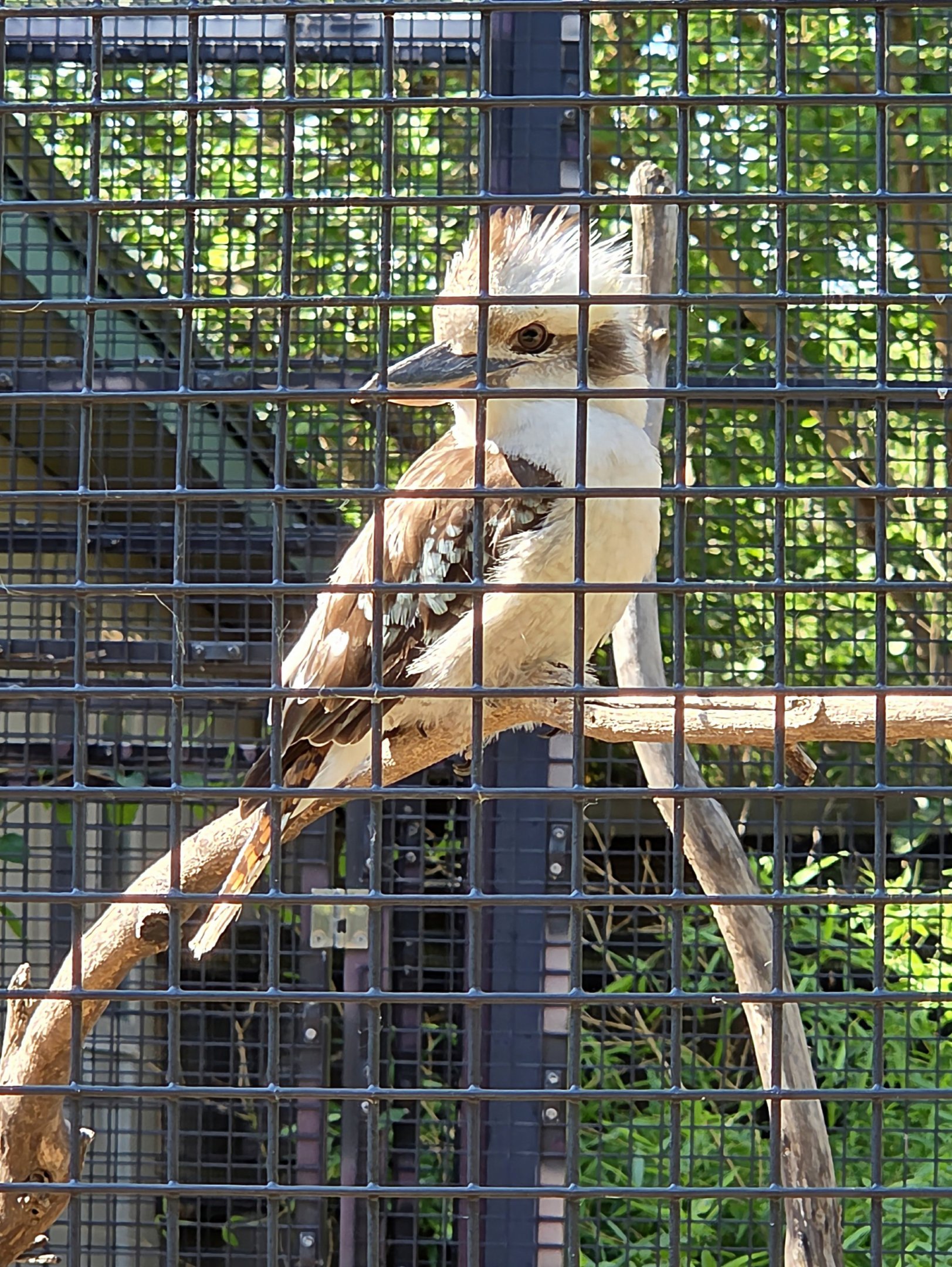 Laughing Kookaburra-Tanganyika Wildlife Park